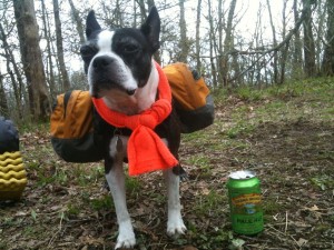 Myli-dog guarding a Sierra Nevada